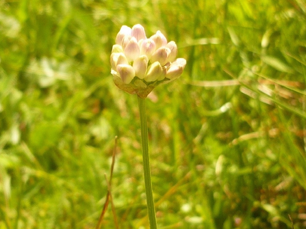 Allium lusitanicum (Amaryllidaceae)